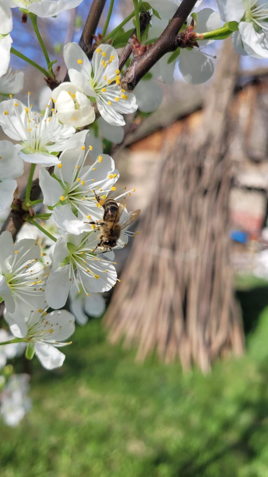 Отель Bee House Pia Экстерьер фото